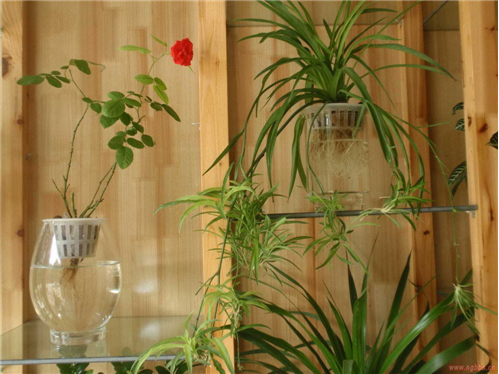 水培植物 旺季 中國風景園林網