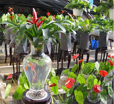 水培植物 旺季 中國風景園林網