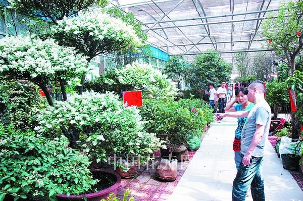 潢川 小葉女貞 苗木