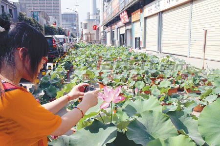 西安 花卉 荷花