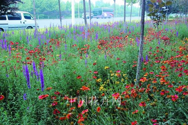 鄭州 花卉 生態(tài)廊道
