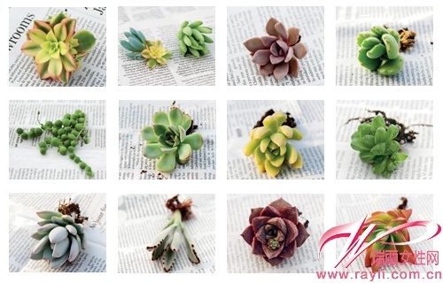 品種繁多的多肉植物