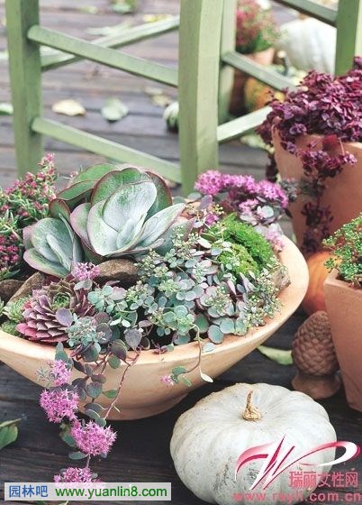 多肉植物既可種在室內也可種于室外