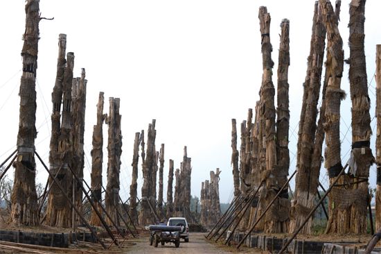 盲目引進 紫薇樹 精品園 集體死亡 古樹死亡