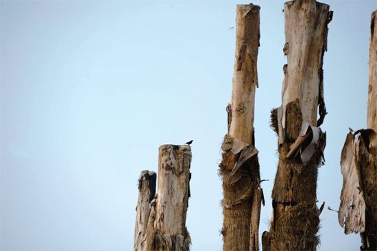 盲目引進 紫薇樹 精品園 集體死亡 古樹死亡