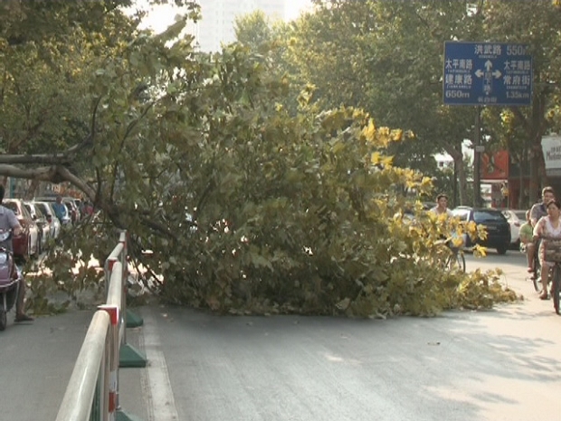 南京 臺風 梧桐