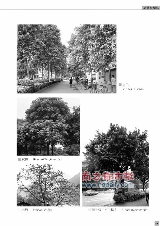 廣東 佛山 綠化 基調樹 規劃 中國風景園林網