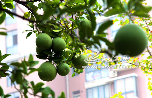 南昌 紅谷灘 綠化工人 私采 景觀柚 中國風景園林網