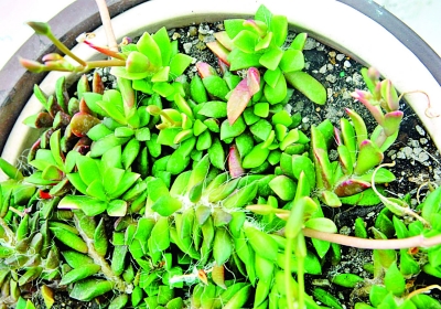 南京 植物園 七夕 趣味植物展 花草 中國風景園林網