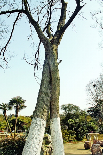 南京 植物園 七夕 趣味植物展 花草 中國風景園林網