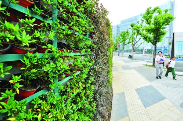 江蘇 盆栽 植物