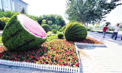 寧夏 銀川 花卉