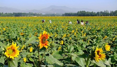 北京 長溝 葵花