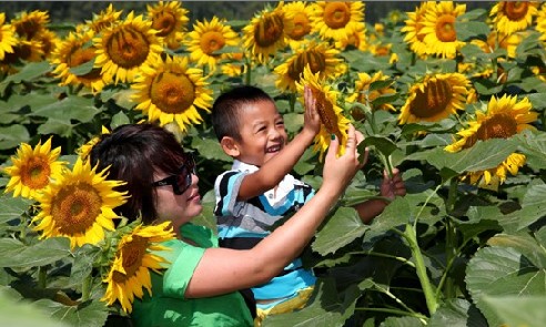 北京 長溝 葵花