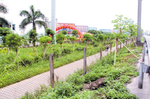 佛山 樹(shù)木 綠化