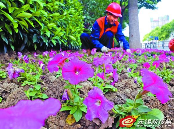 江蘇 國慶 鮮花