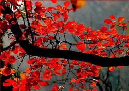 中國(guó)風(fēng)景園林網(wǎng) 園林動(dòng)態(tài)