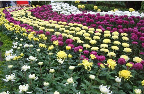 遼寧 菊花 葫蘆島