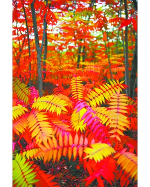 北京 彩葉 奧運森林公園