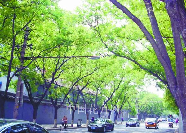 北京 街道 植物