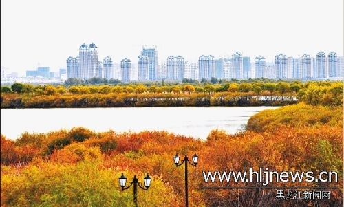 黑龍江 紅葉 濕地