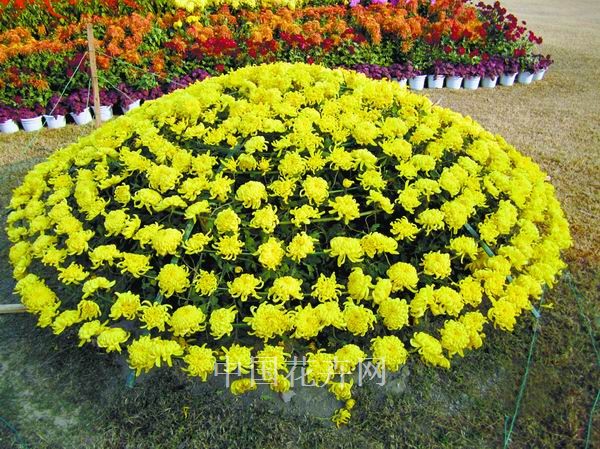 大立菊 養(yǎng)護 栽培