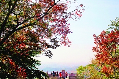 江蘇 紅葉 棲霞