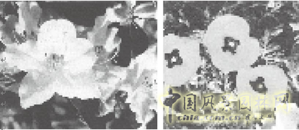 連載 劉秀晨 綠色的云 國(guó)花 一國(guó)兩花 中國(guó)風(fēng)景園林網(wǎng)