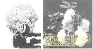 連載 劉秀晨 綠色的云 國(guó)花 一國(guó)兩花 中國(guó)風(fēng)景園林網(wǎng)