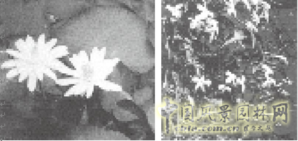 連載 劉秀晨 綠色的云 國(guó)花 一國(guó)兩花 中國(guó)風(fēng)景園林網(wǎng)