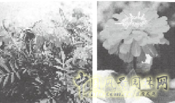 連載 劉秀晨 綠色的云 國(guó)花 一國(guó)兩花 中國(guó)風(fēng)景園林網(wǎng)