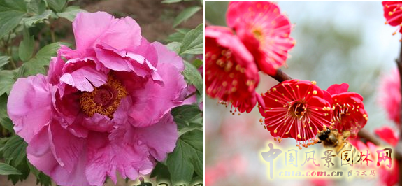 連載 劉秀晨 綠色的云 國(guó)花 一國(guó)兩花 中國(guó)風(fēng)景園林網(wǎng)