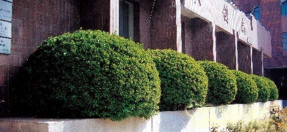 劉秀晨 綠色的云 植物配置 減法設計 中國風景園林網