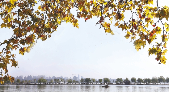 杭州 西湖 彩葉