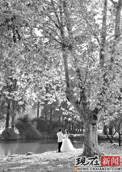 武漢 公園 落葉景觀