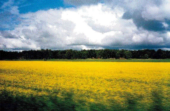 劉秀晨 綠色的云 低碳 國土綠化 城市園林 中國風景園林網(wǎng)