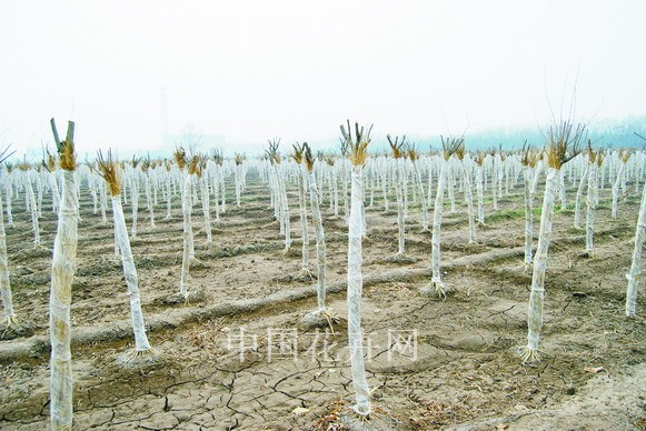 苗木 越冬 凍害