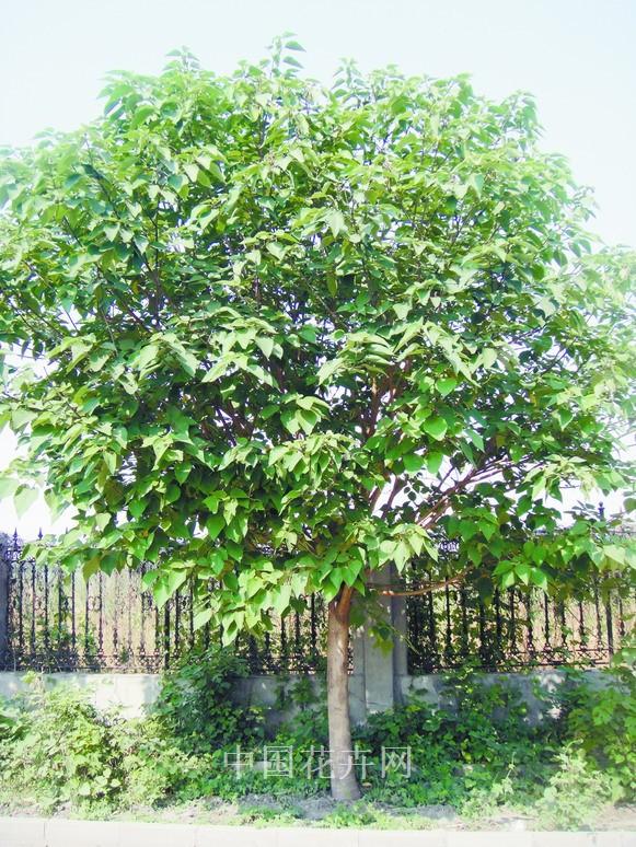 構樹 行道樹 生長習性