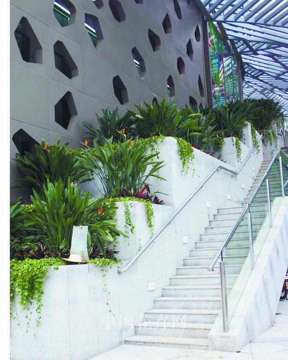 立體綠化 鶴望蘭 竹芋