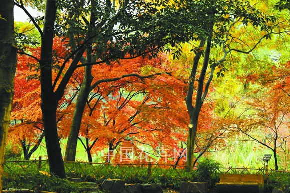 太子灣 彩葉樹 雞爪槭