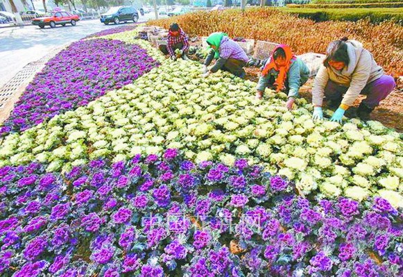 羽衣甘藍 連云港 冬景