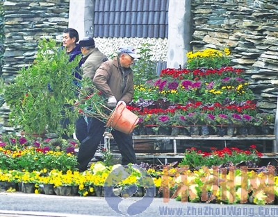 株洲 鮮花 新年