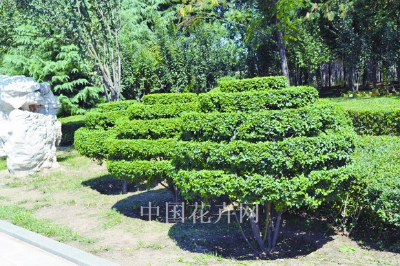 小葉女貞 造型 灌木