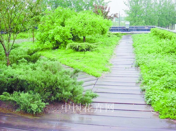 植物配置 屋頂綠化 植物