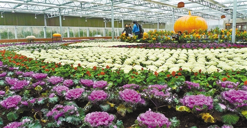 菜花 花卉 展覽