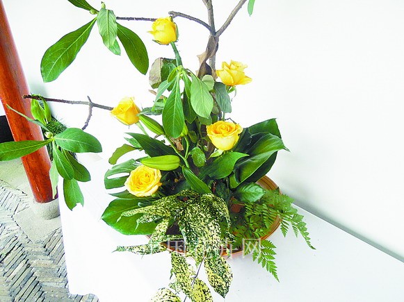 月季 栽培 養護