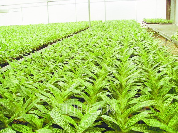 兜蘭 習性 養護管理