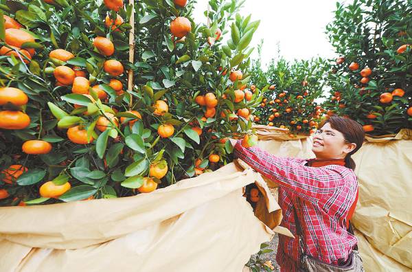 花卉 市場(chǎng) 年桔