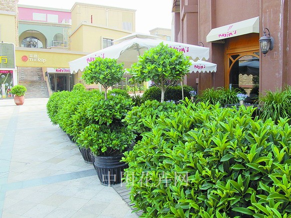 盆栽 植物墻 綠化