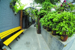 去年，西城區義達里胡同見縫插綠，增加了100平方米的綠化面積。